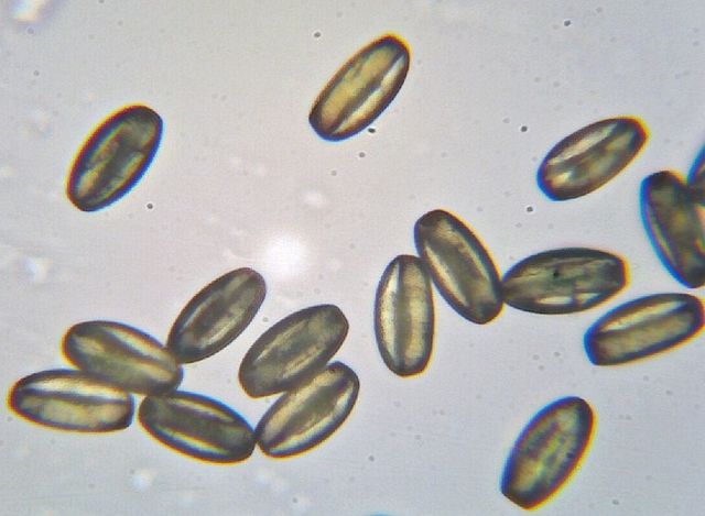 Sorbus Aucuparia Pollen
